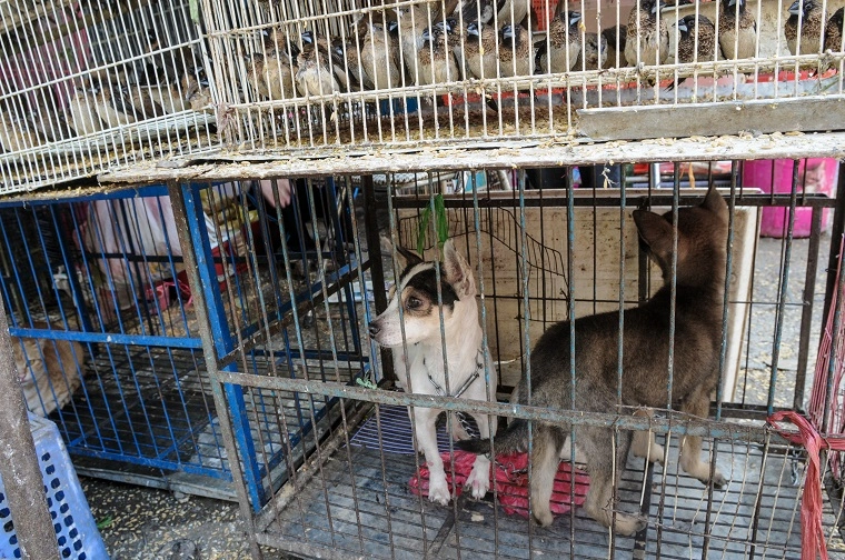 Hunde-elskere jubler: Langt om længe forbydes salget