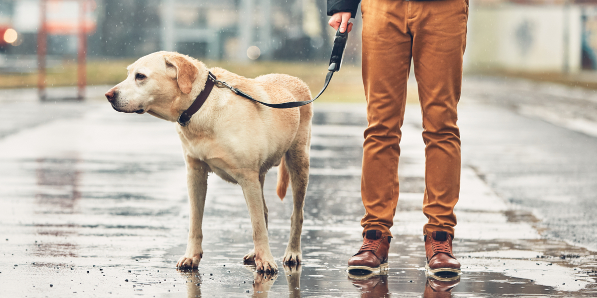 Hundelufter blitzet under færdselskontrol