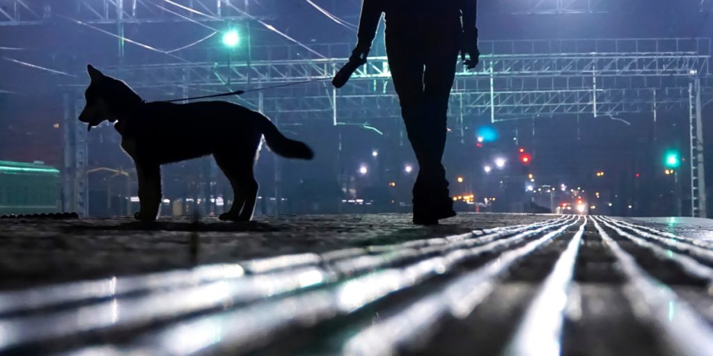 Mange danske hunde-ejere glemmer det – Men det kan få fatale følger
