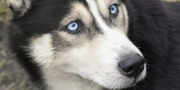 Vildfaren hund savner sit hjem: Politiet efterlyser ejeren