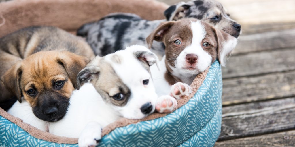 Dyrlæge til nye hundeejere: Sådan får din hvalp en sund start på livet