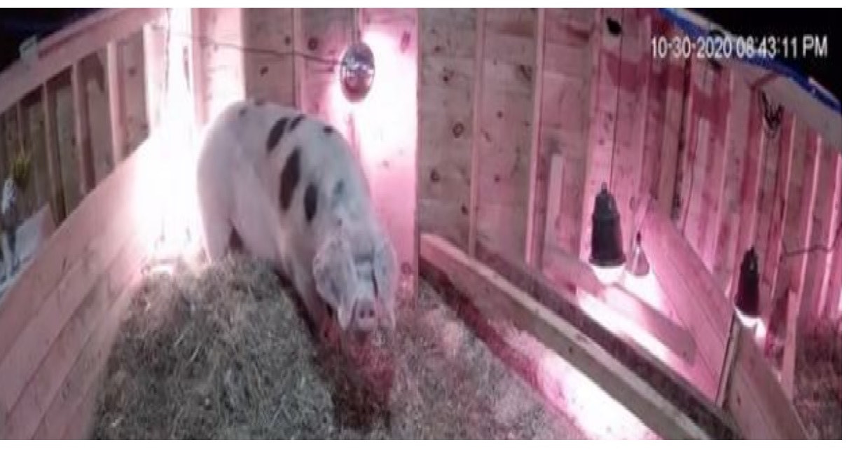 Kvinde overvåger: Pludselig opstod tragedien