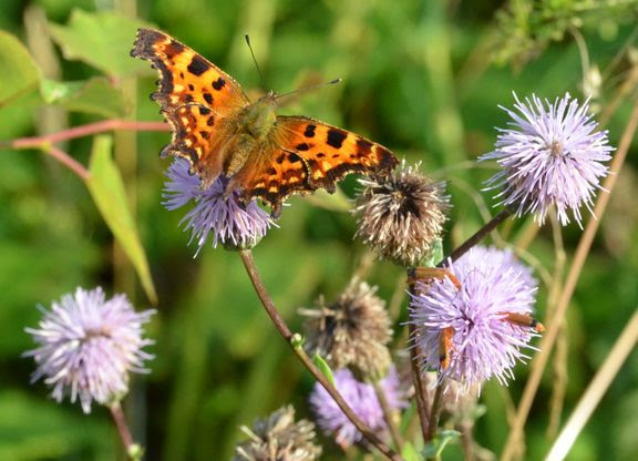 6 gode forårs-tips: Sådan byder du insekterne velkommen