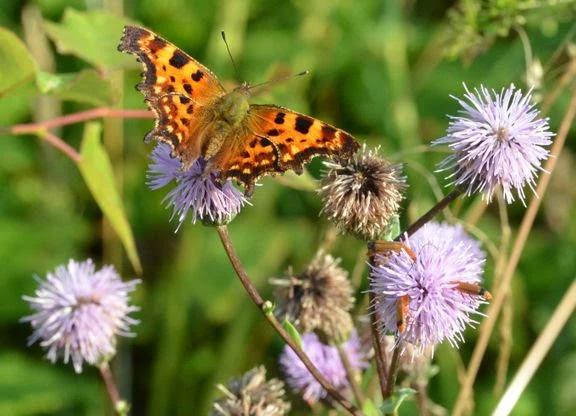6 gode forårs-tips: Sådan byder du insekterne velkommen