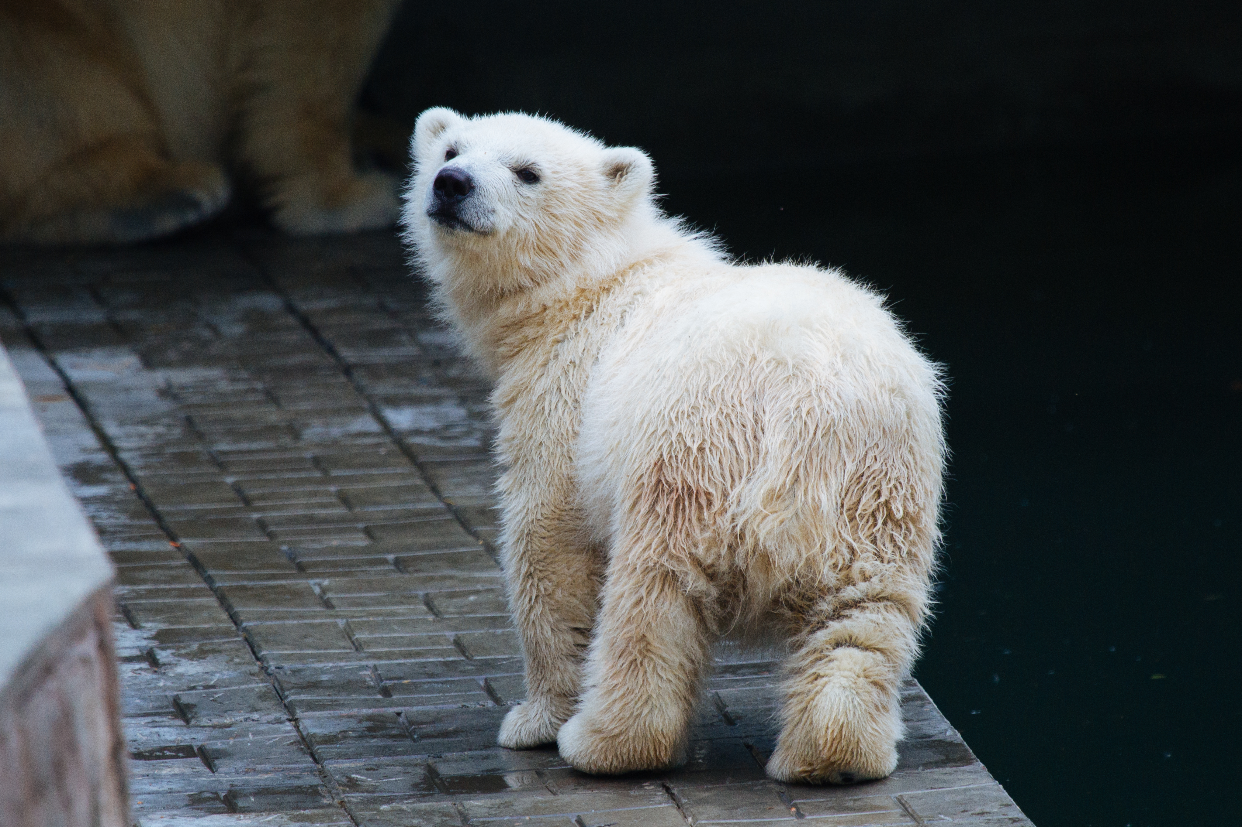 Københavns zoo: Isbjørneungen tager sine første skridt – se video i artiklen