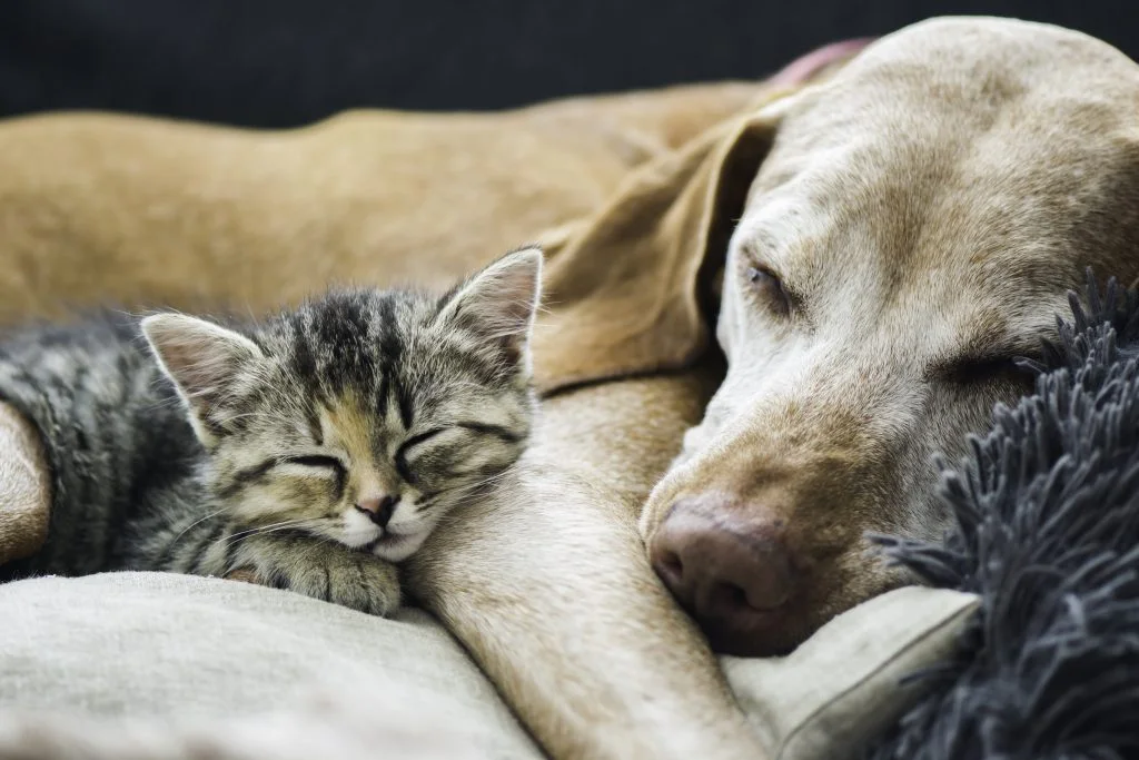 Meget hjemmetid bliver ensformigt: Sådan stimulerer du din hund eller kat