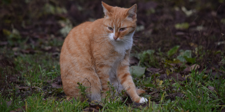 Meget ondt: Mand bortførte katte på Bornholm