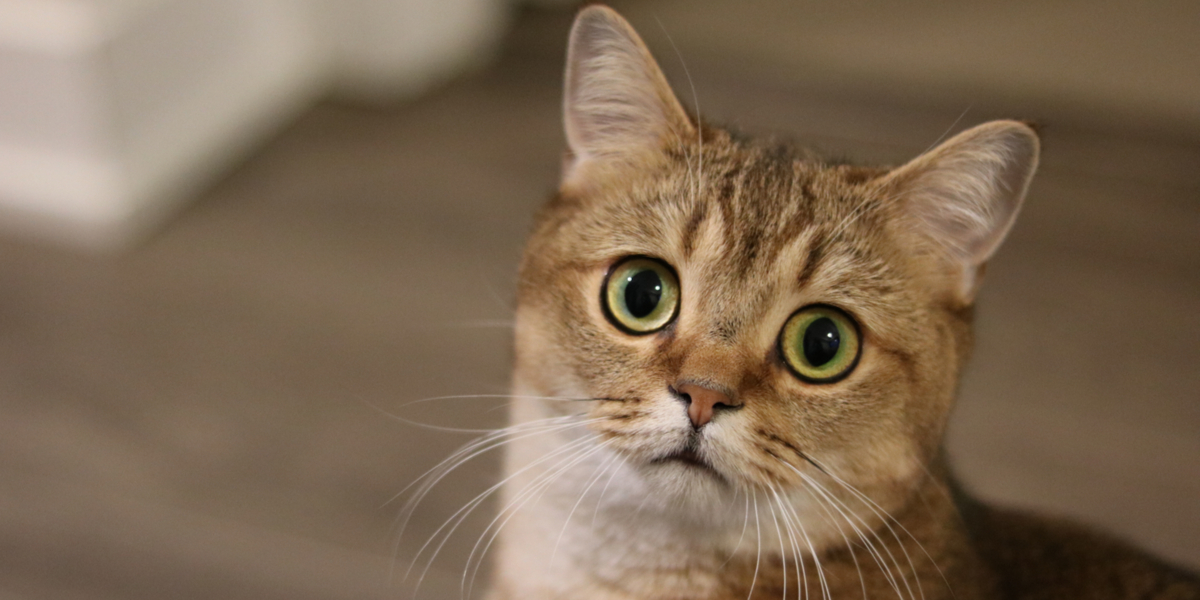 Slår et stort slag for landets katte i denne weekend