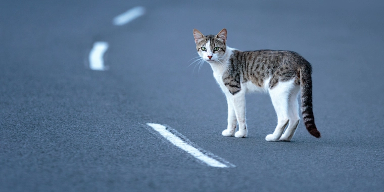Tragisk: Så mange danske katte mister livet i trafikken hver dag