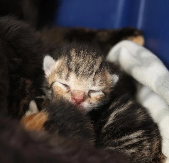 Overlades til egen skæbne: Så mange katte dumpes i Danmark