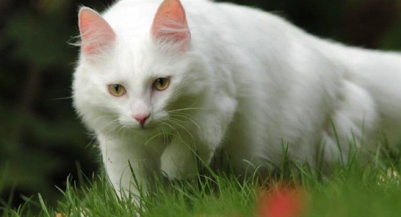 Træt af kattelort i haven? Så er denne gadget måske svaret