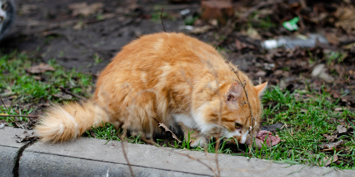 Stjerneskuespiller vækker harme: Skyder efter afdød nabos katte