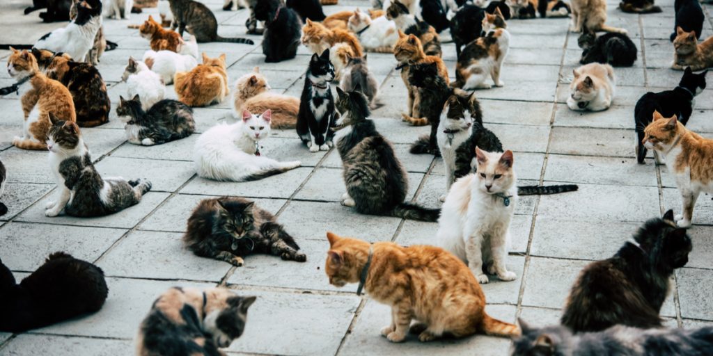 Tusindvis af katte samler mere end en kvart million kroner ind