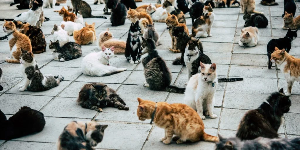 Tusindvis af katte samler mere end en kvart million kroner ind