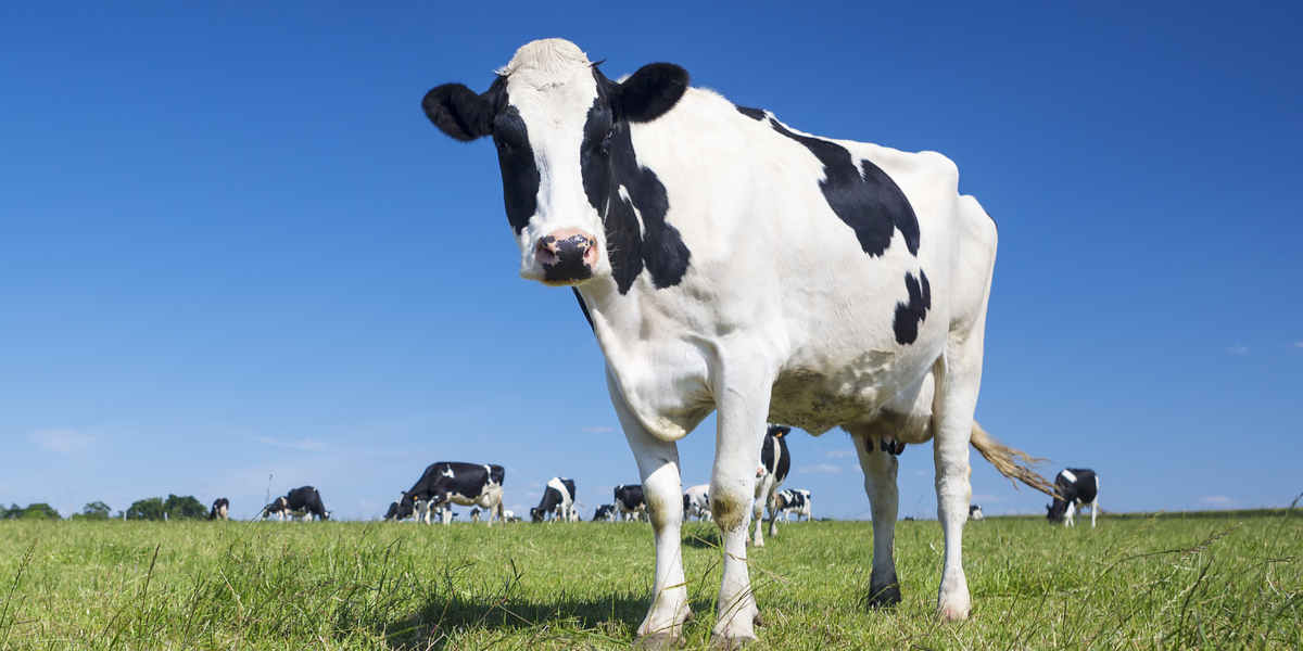 Ko lå død på marken: Nu får det konsekvenser