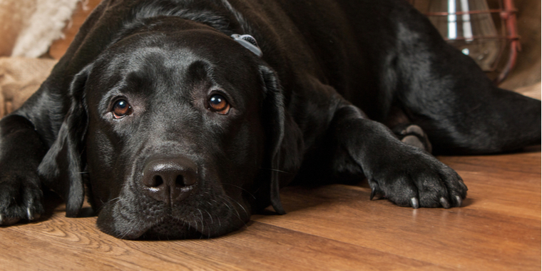 Sort labrador strejfer alene rundt sent om aftenen: Hvem savner mig?