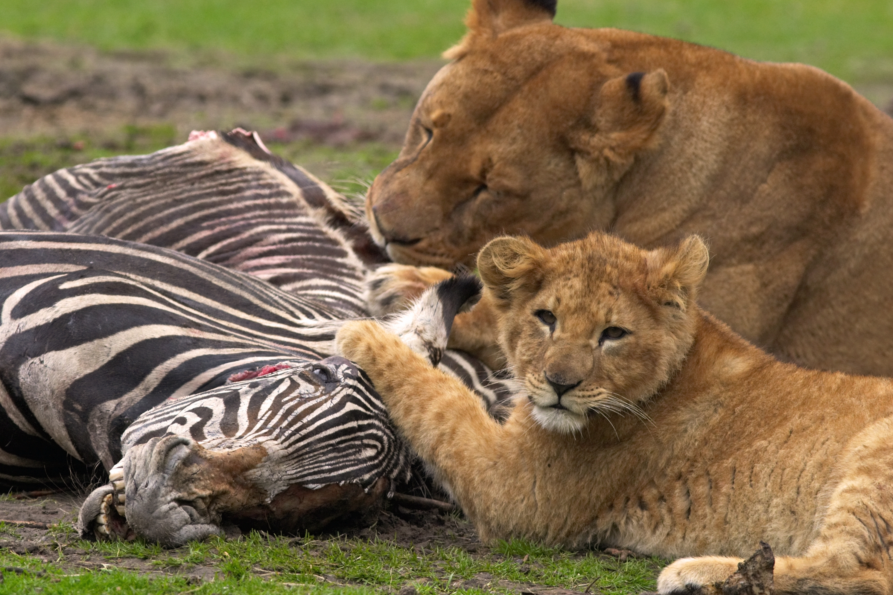 Zoologisk have i krise: Dyrene kan ende med at blive foder for hinanden