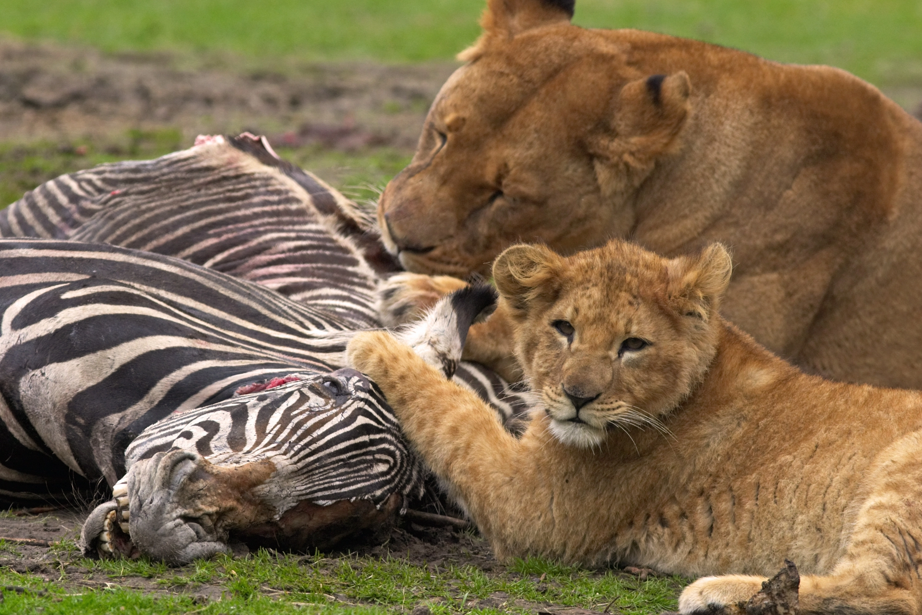 Zoologisk have i krise: Dyrene kan ende med at blive foder for hinanden
