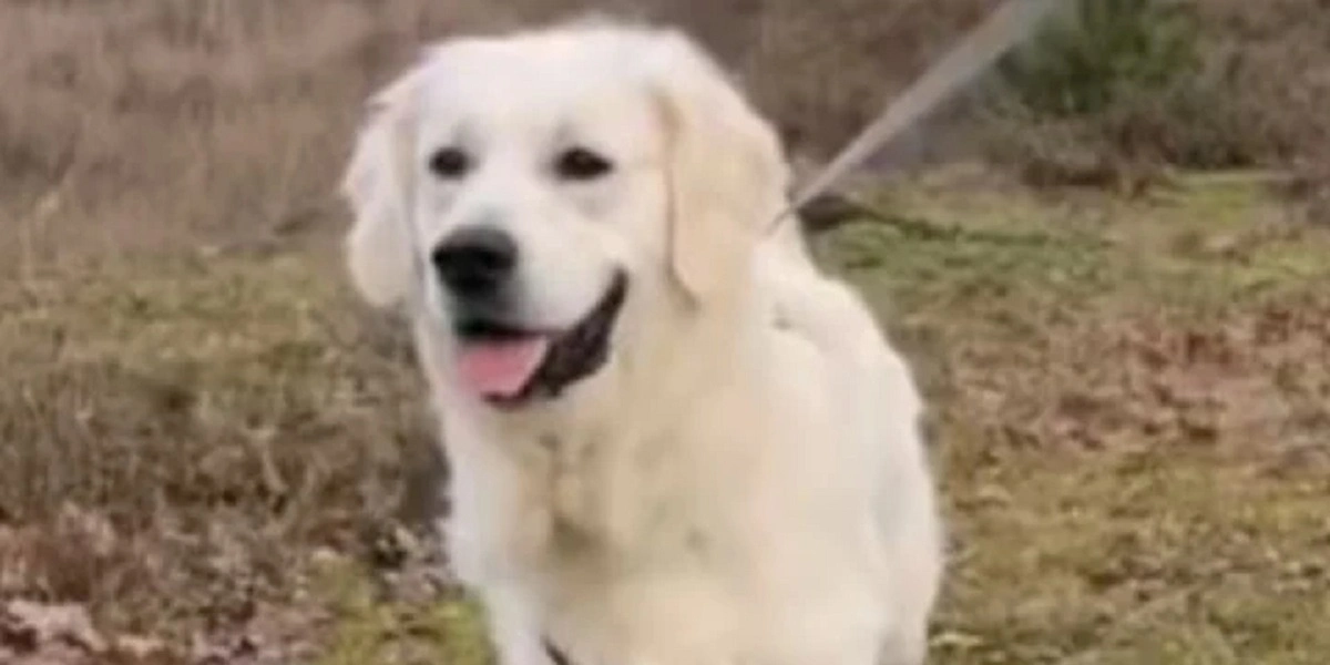 Golden retriever får skældud af sin ejer: Videoen med hundens reaktion er gået viralt