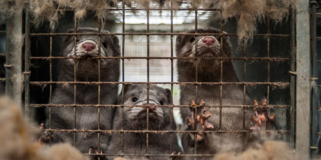 Rumænske mink-slagtere hyret for skattekroner: Kritikken vælter ind