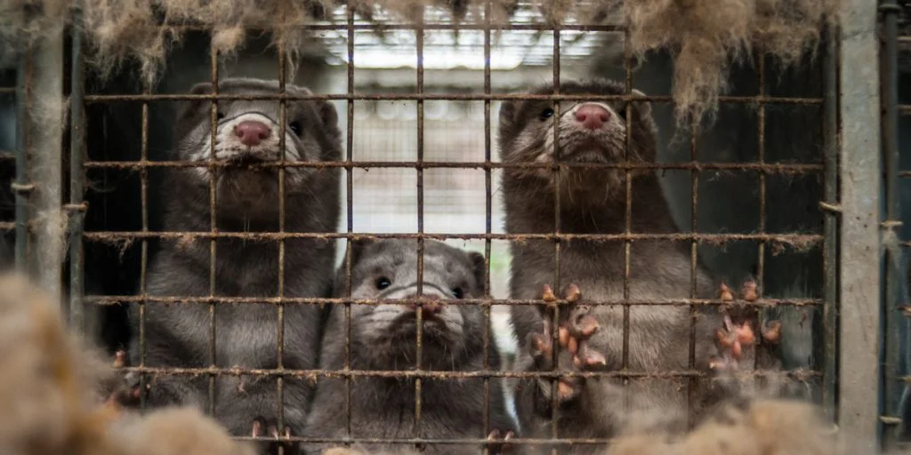 Rumænske mink-slagtere hyret for skattekroner: Kritikken vælter ind