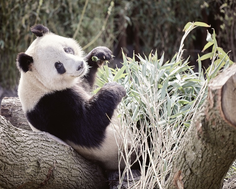 Drama i zoo: Panda slipper ud af indhegning