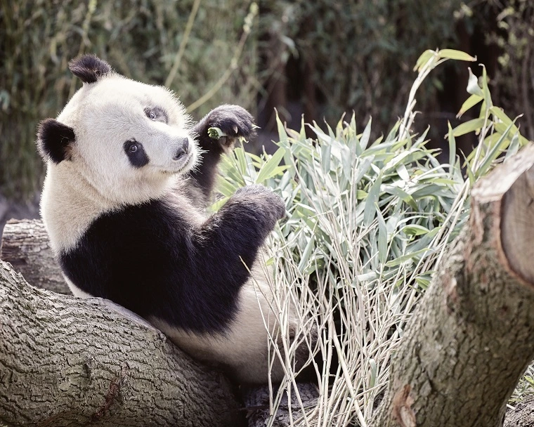 Drama i zoo: Panda slipper ud af indhegning