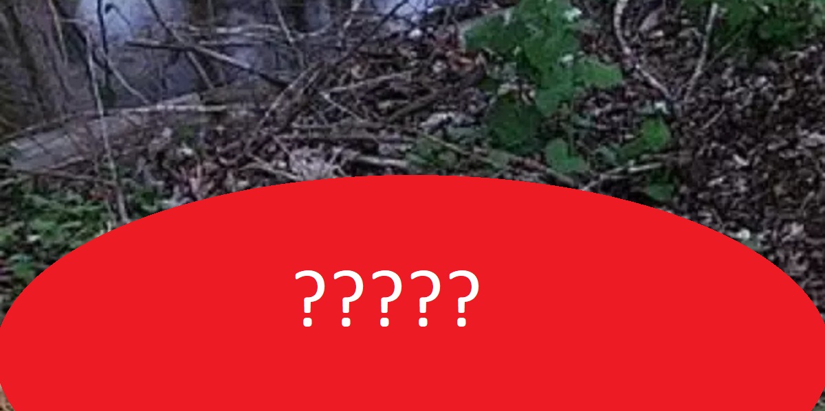 Lokal mand gik en tur i nærliggende skov: Du tror ikke dine egne øjne, når du ser hvad han fandt langs åen