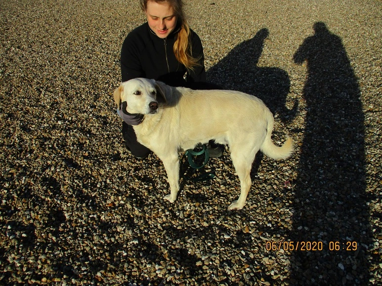 Sød labrador savner sin familie: Pops’ ejer efterlyses