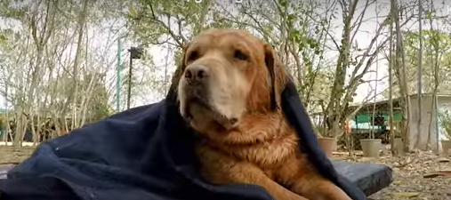 Pumba mistede evnen til at gå – så blev han dumpet af sin ejer