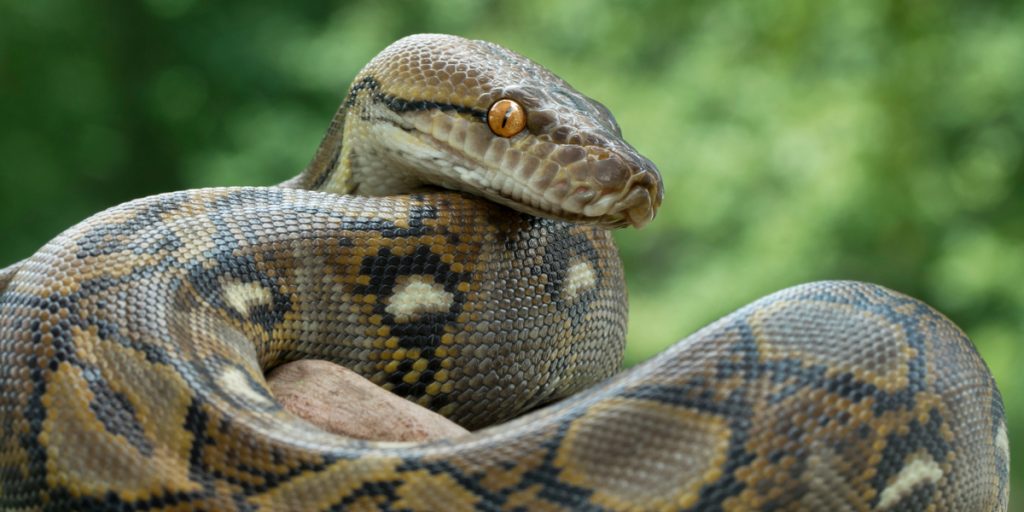 Python-kvælerslange er løs i Aarhus