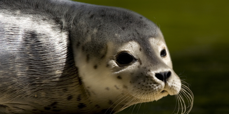 Dramatisk fødsel i dansk zoo: Nyfødt sæl i problemer
