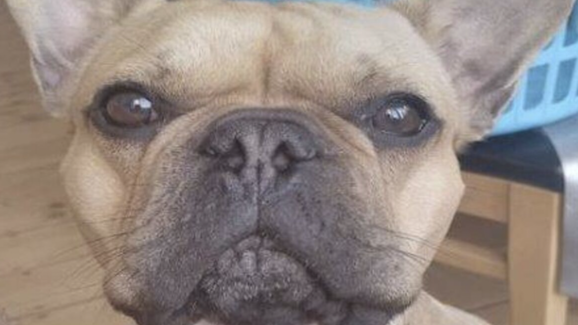 Tilsyneladende uskyldigt billede ændrede alt: Hundefoto fældede narkobande