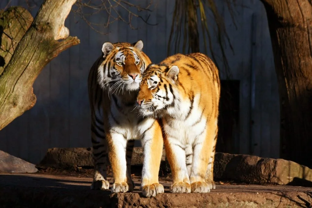 Odense Zoo deler trist nyhed