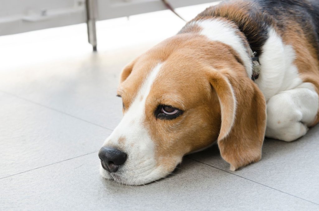 Dyrlæge advarer: Disse påskegodter er livsfarlige for din hund