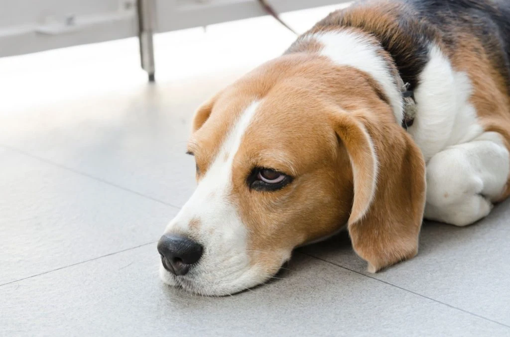 Ikke mange ved det: Din hund hader, når du gør disse ting