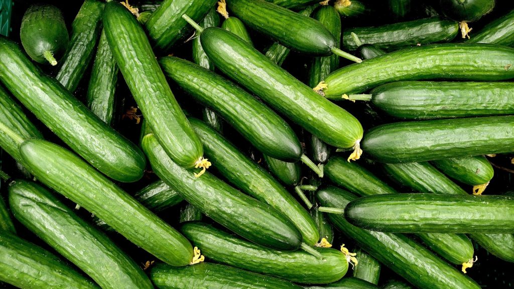 Ny måde at opbevare agurker på: Sådan her holder de sig friske i over 15 dage