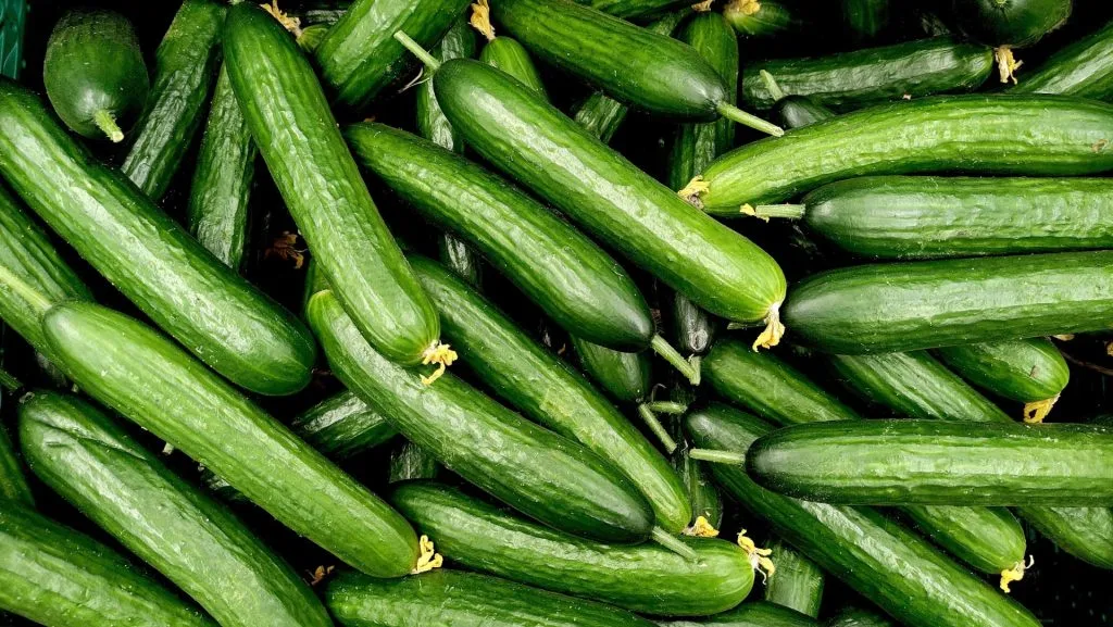 Ny måde at opbevare agurker på: Sådan her holder de sig friske i over 15 dage