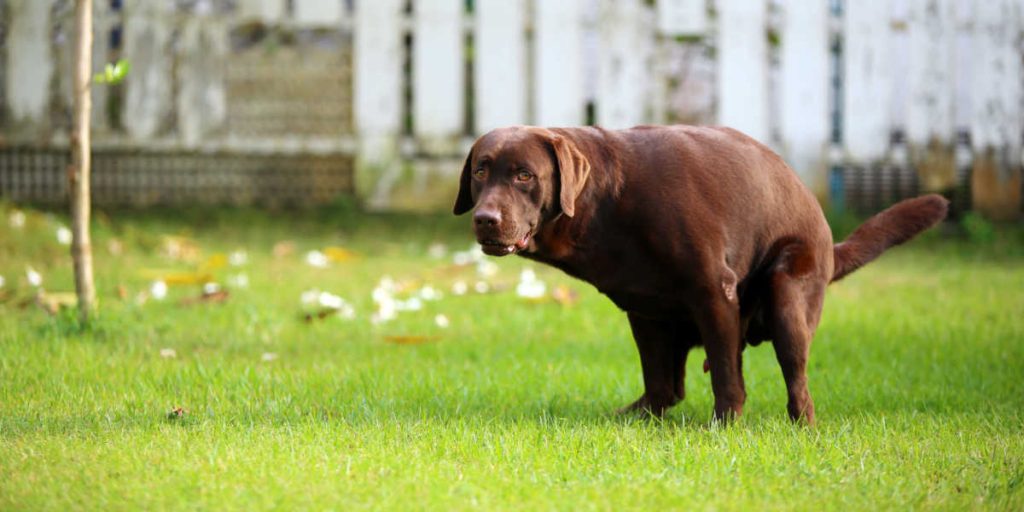 Derfor kigger din hund dig i øjnene, når den laver pølser