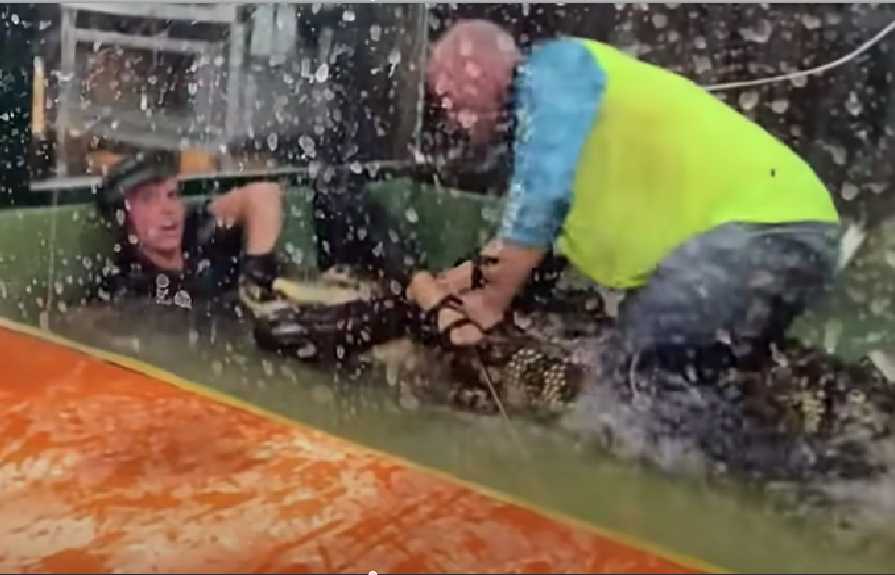 Skræmmende video: Her bliver ZOO medarbejder slæbt ned i tanken af alligator