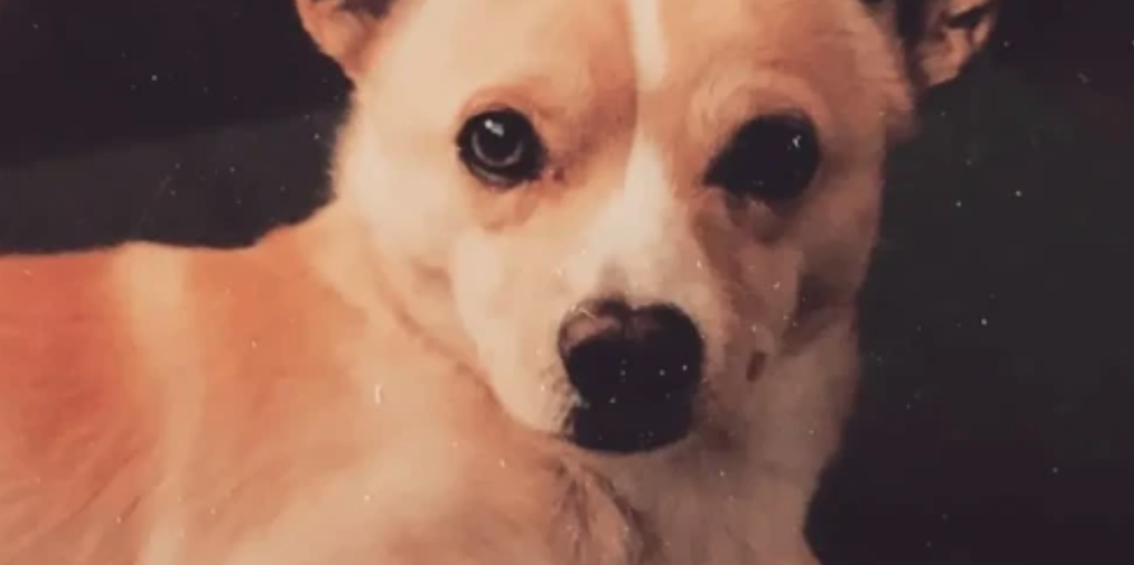 Her er verdens ældste hund: Så gammel er den