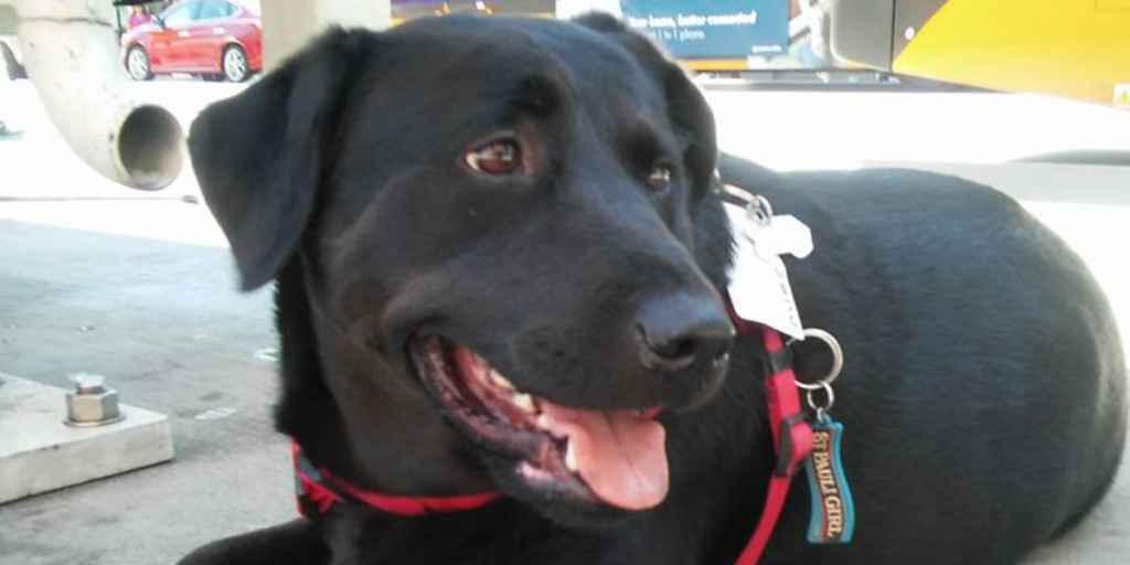 Hunden Eclipse går viralt: Tager bussen alene hver dag