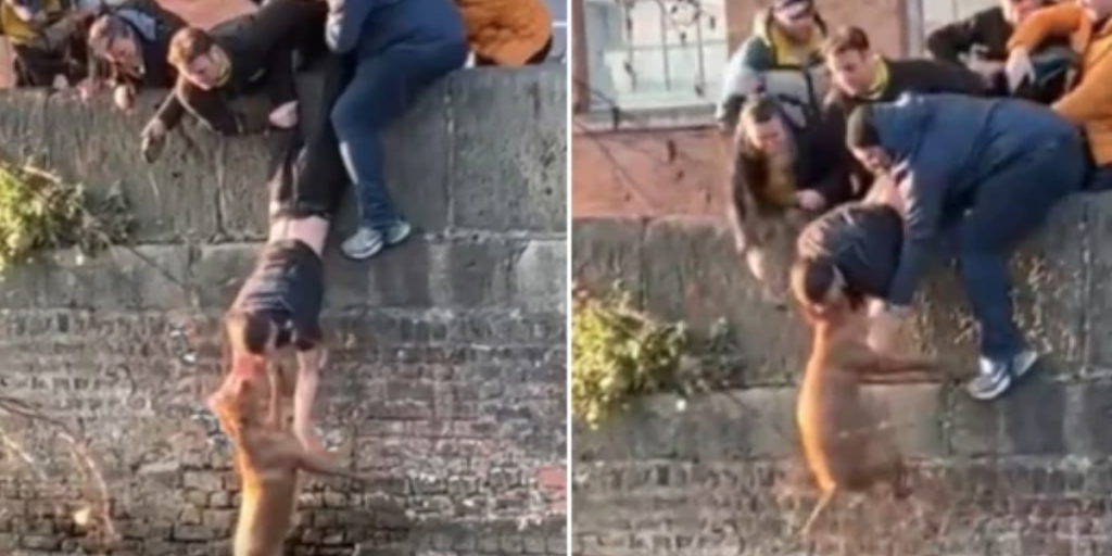 Video går viralt: Elever udfører vildt stunt i forsøg på at redde hund