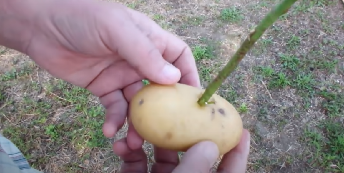 Hun stikker en rosenstilk i en kartoffel: Se så hvad der sker