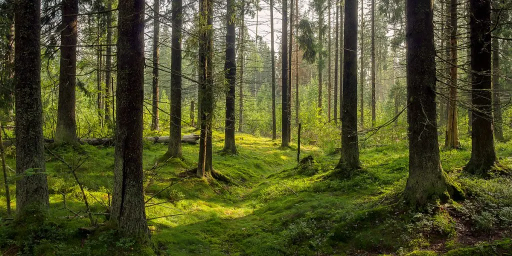 Danskere advares inden tur i skoven
