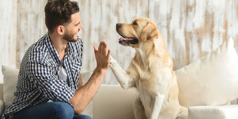 Sådan undgår du at din hund får coronastress