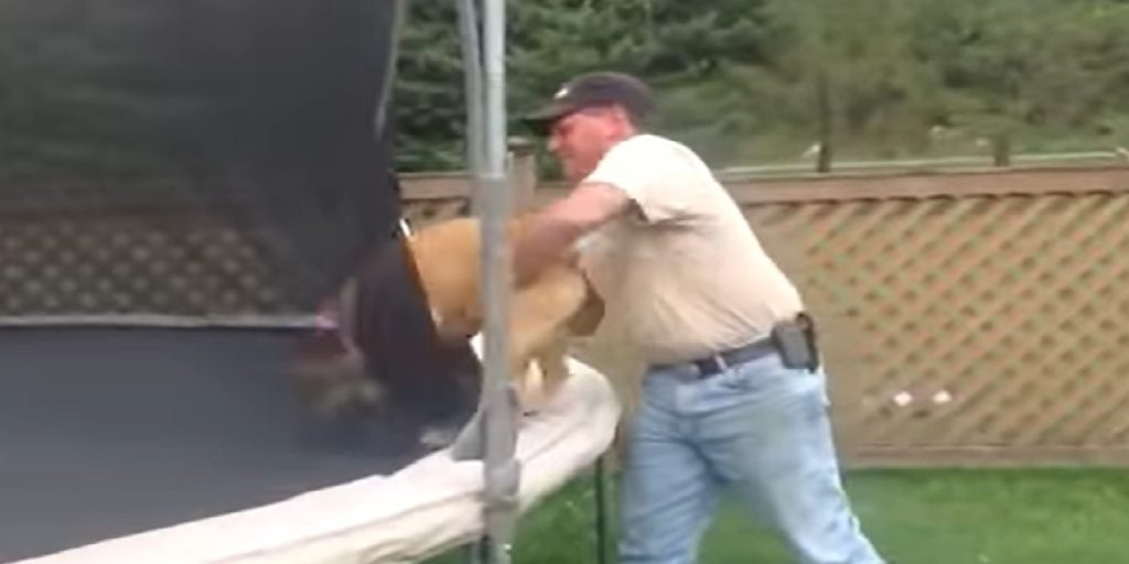 Ejer løfter hund op på trampolin – Reaktionen er gået viralt verden over