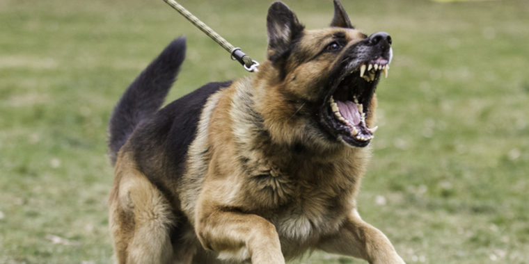 Sætter vagter og hunde ind: Unge truer personalet på dansk hospital