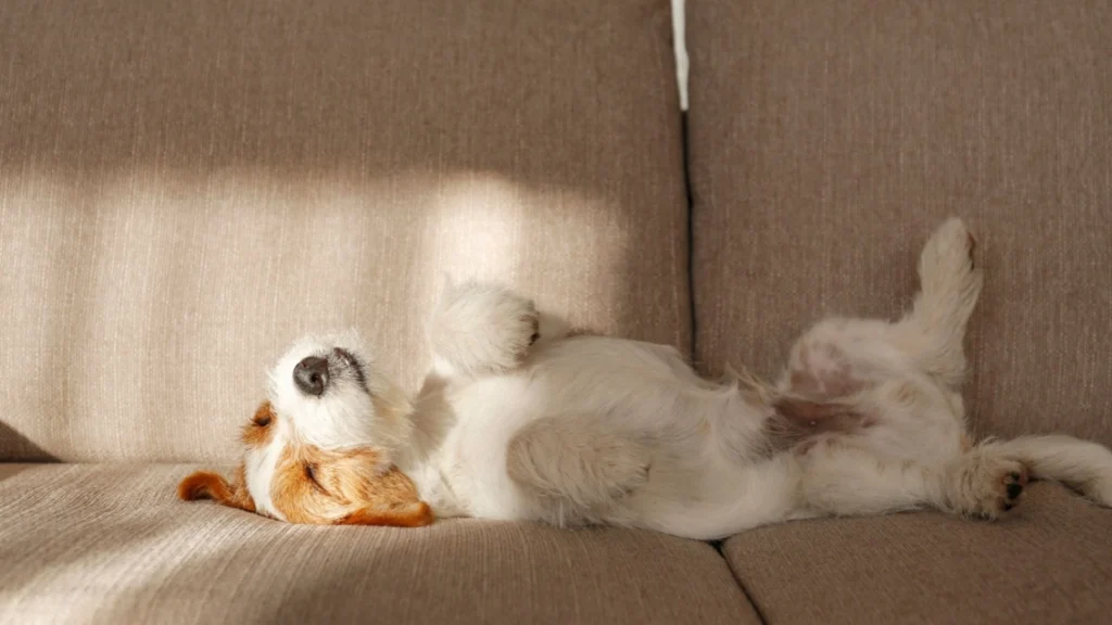 Sover din hund på ryggen? Her er, hvad det betyder