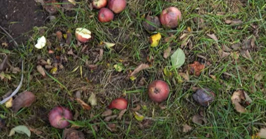 Sådan undgår du madspild: 6 geniale måder at bruge din overskudsfrugt fra haven